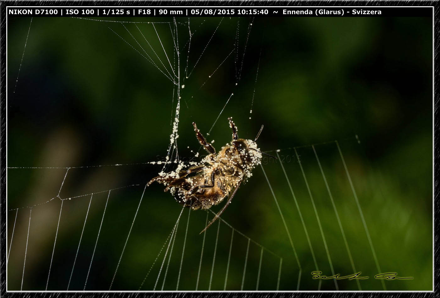 Cattura con... fuga: Araneus diadematus - Enneda (Svizzera)